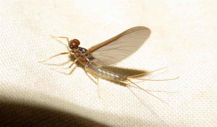 Choroterpes...?   Choroterpes sp. (subimago),  maschio (Leptophlebiidae)